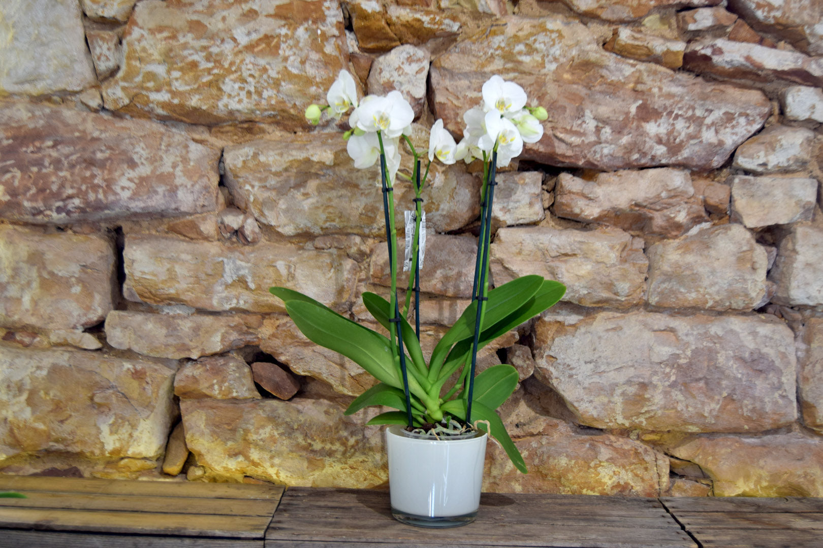 Topfpflanze Orchidee weiß – Blumenhandl Meisterbetrieb
