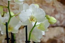 Lade das Bild in den Galerie-Viewer, Topfpflanze Orchidee weiß
